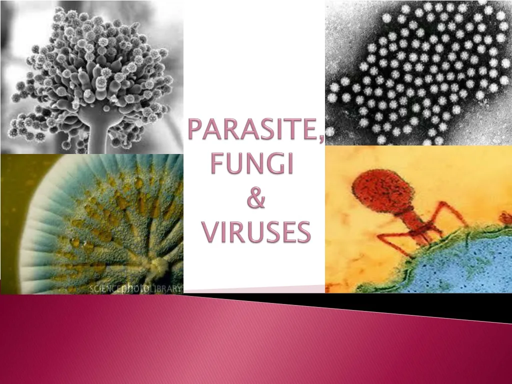 parasite fungi viruses