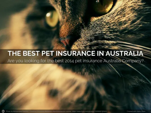 The Best Pet Insurance in Australia