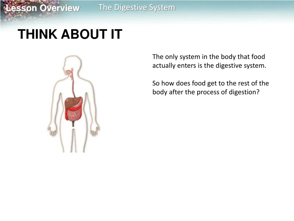 the only system in the body that food actually