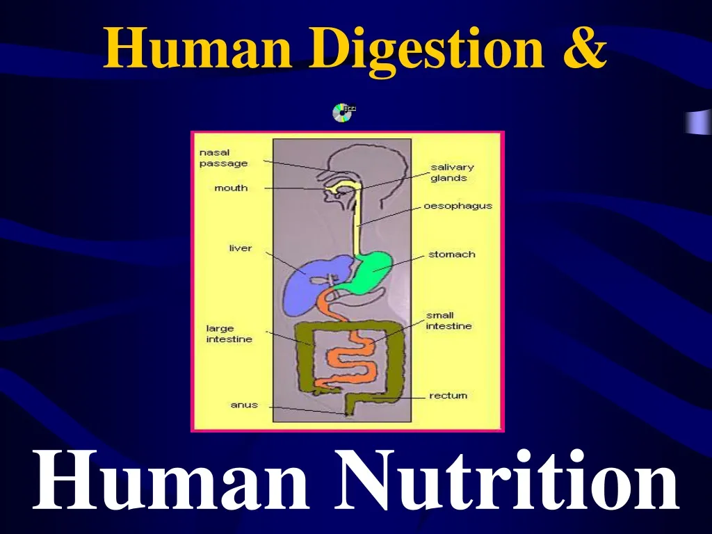 human digestion