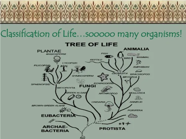 Classification of Life…sooooo many organisms!