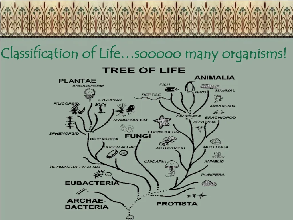 classification of life sooooo many organisms