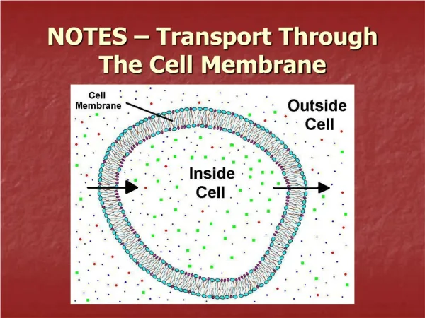 NOTES – Transport Through The Cell Membrane
