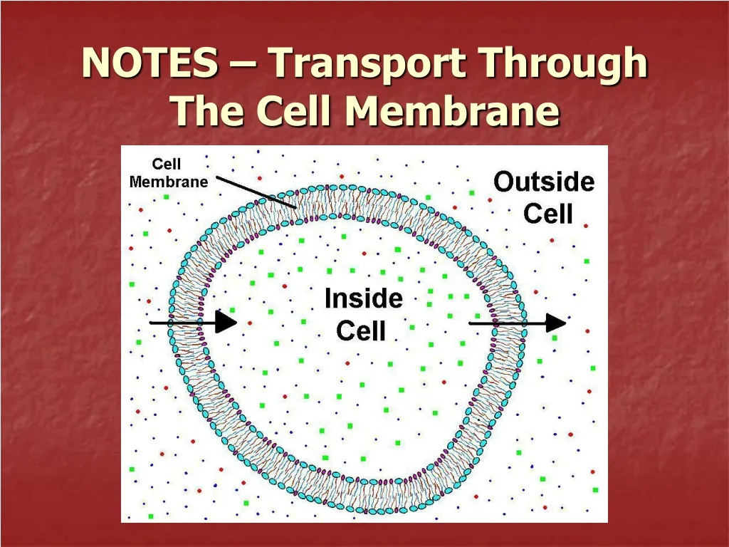 notes transport through the cell membrane