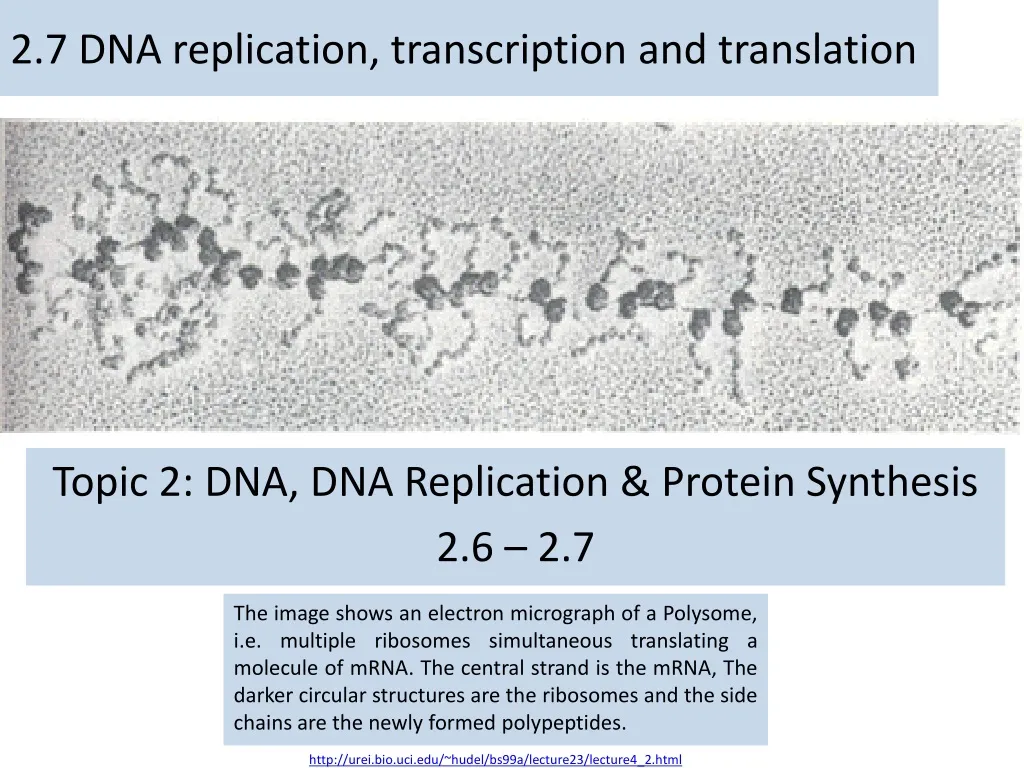 2 7 dna replication transcription and translation