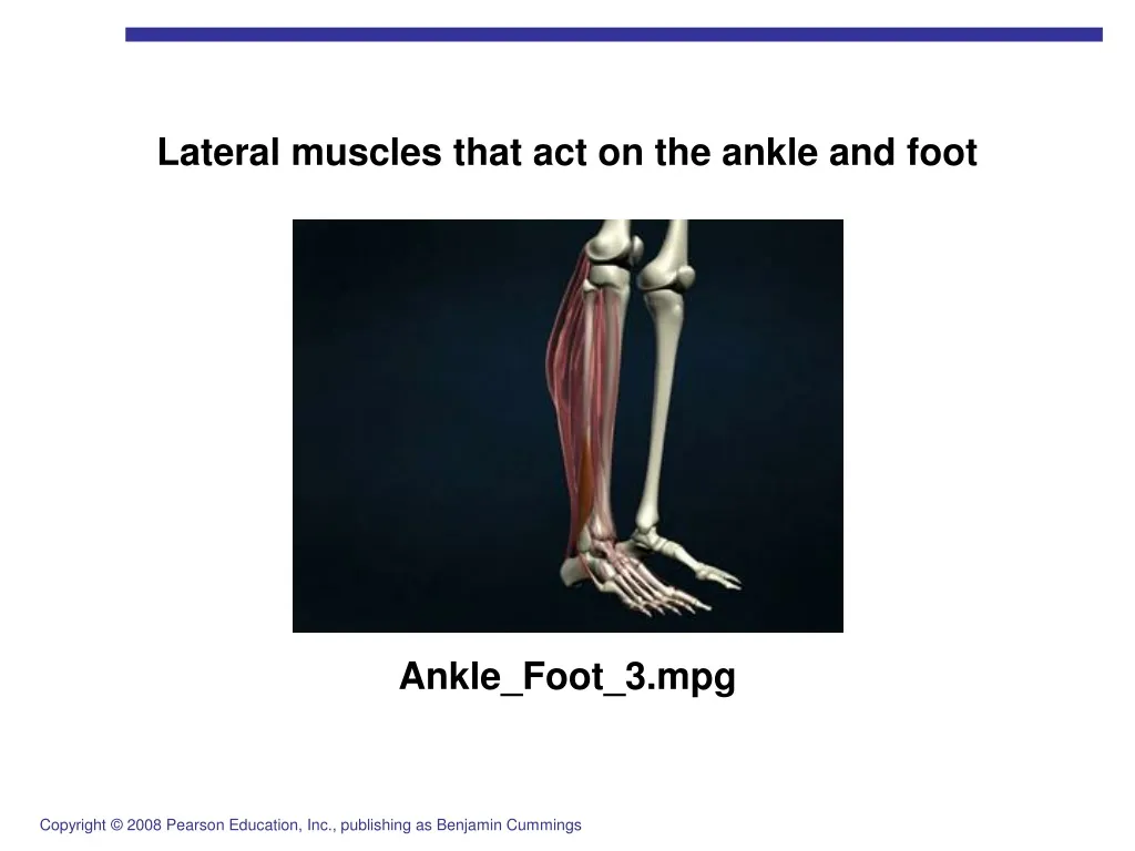 lateral muscles that act on the ankle and foot
