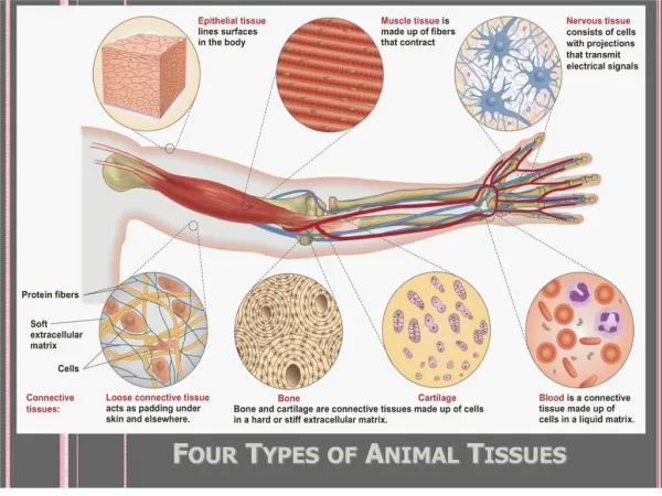 Four Types of Animal Tissues