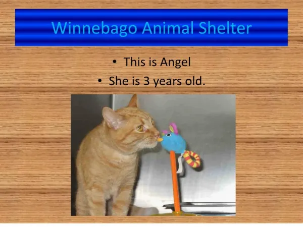 winnebago animal shelter