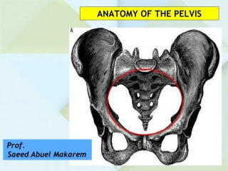 PPT - REPRODUCTIVE ANATOMY ANATOMY OF THE MATERNAL PELVIS AND THE FETAL ...