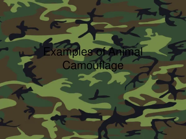 Examples of Animal Camouflage