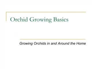 orchid growing basics - slide 1