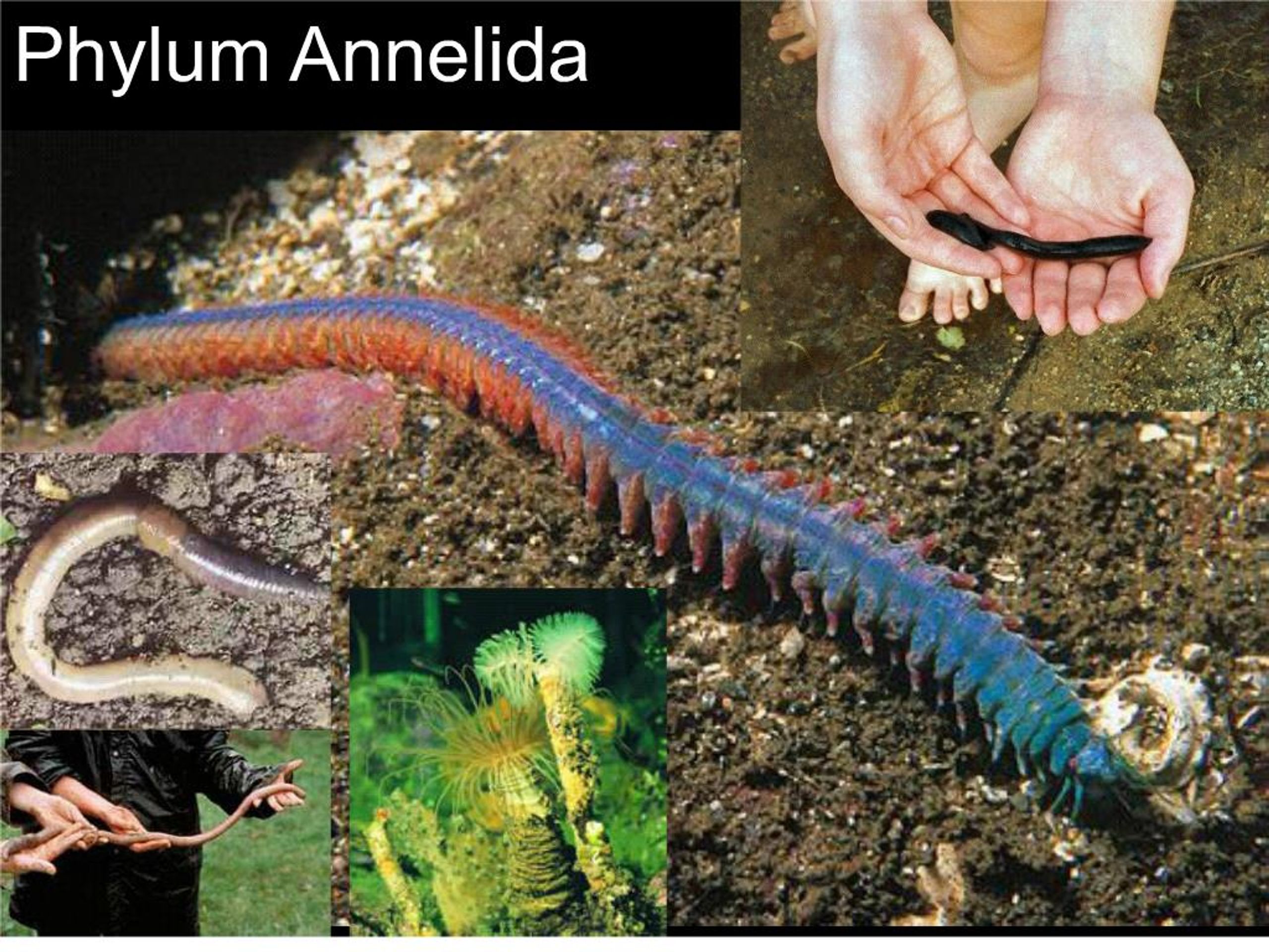 PPT - phylum annelida PowerPoint Presentation, free download - ID:154587