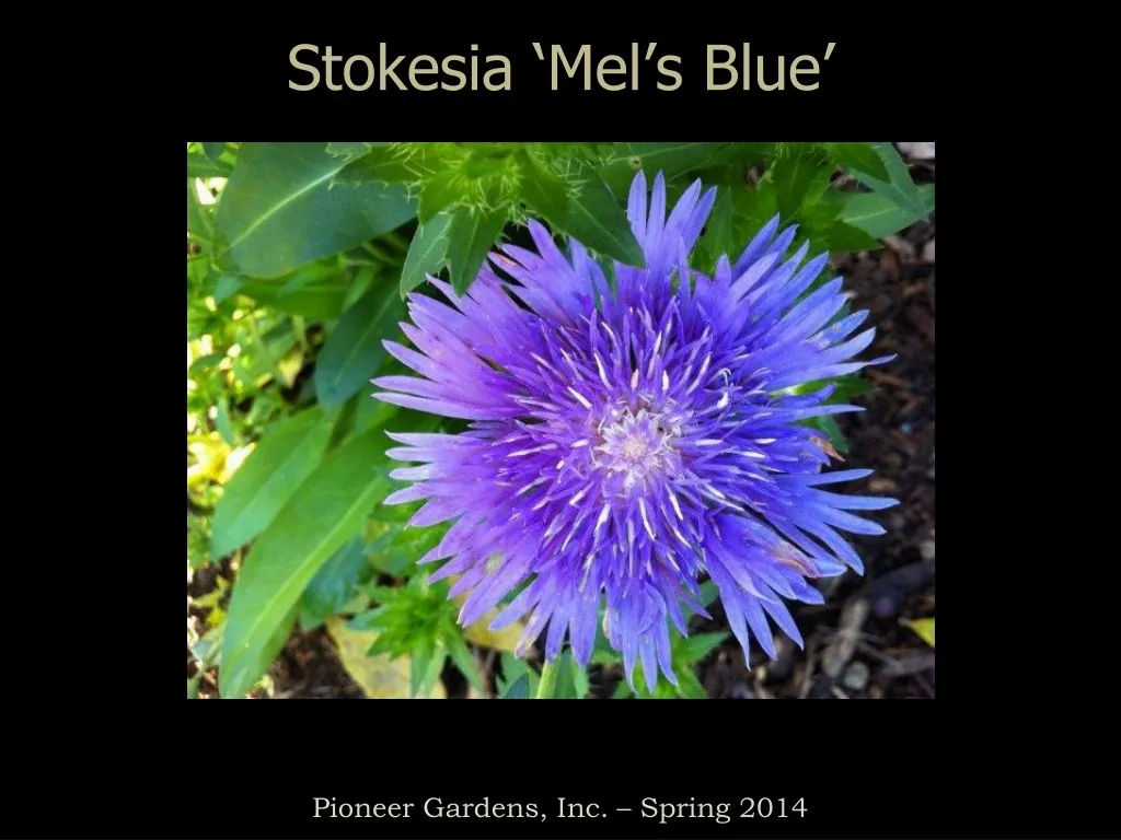 stokesia mel s blue