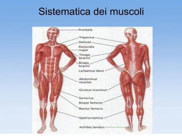 sistematica dei muscoli