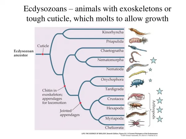 Ecdysozoans – animals with exoskeletons or tough cuticle, which molts to allow growth