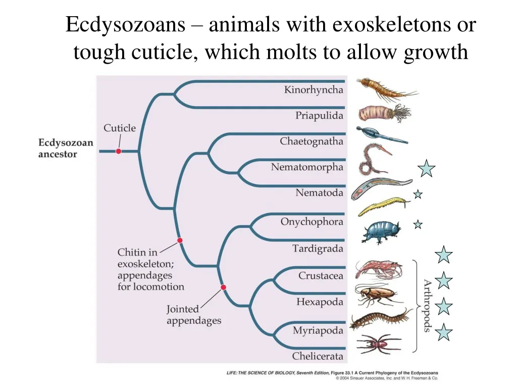 ecdysozoans animals with exoskeletons or tough