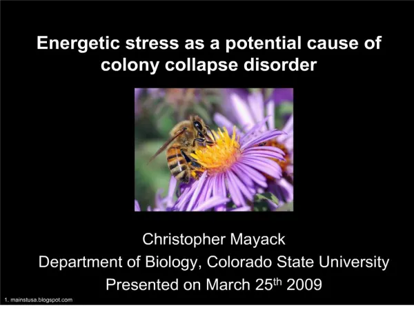energetic stress as a potential cause of colony collapse disorder