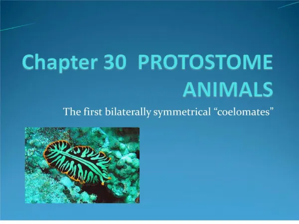 chapter 30 protostome animals