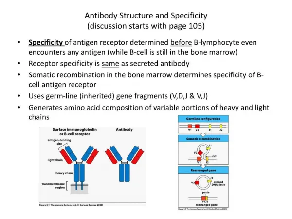 antibody structure and specificity discussion starts with page 105