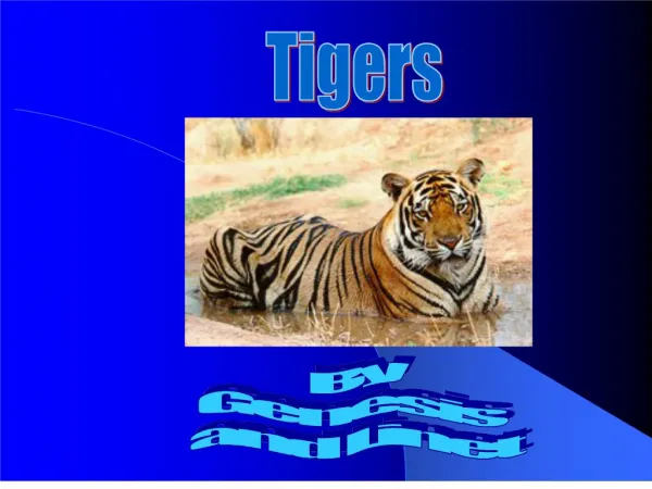 tigers are very large, powerful yellowish-orange wildcats with black stripes and white bellies. they can weigh up to 700