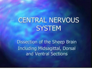 central nervous system - slide 1
