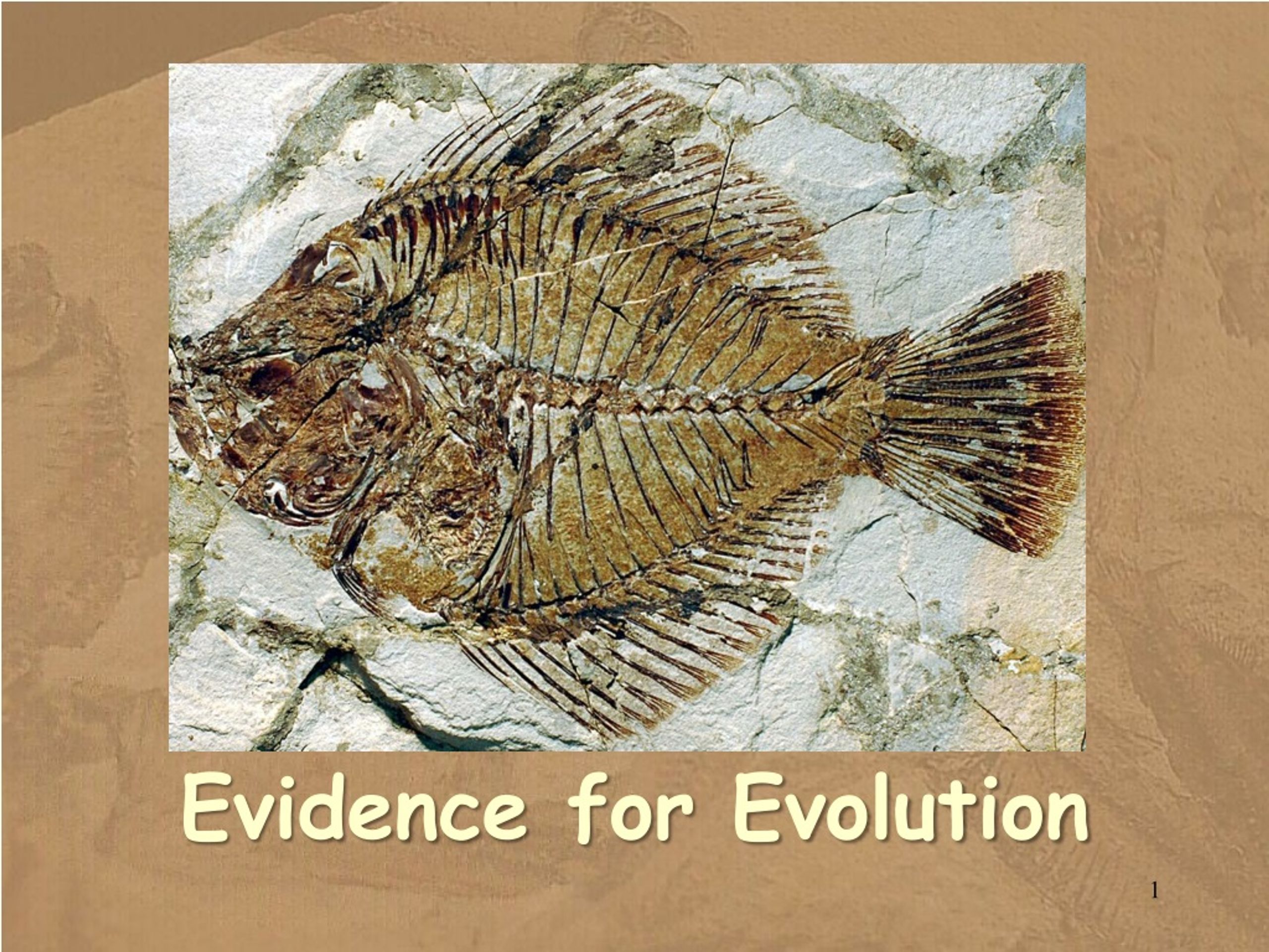 PPT - Evidence for Evolution PowerPoint Presentation, free download ...