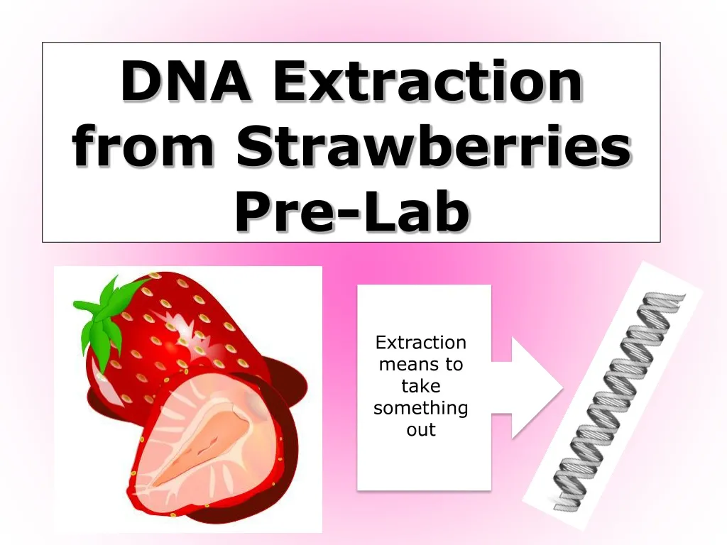 dna extraction from strawberries pre lab