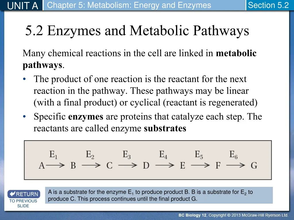5 2 enzymes and metabolic pathways