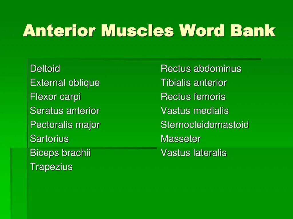 anterior muscles word bank