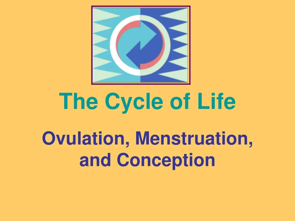 ovulation menstruation and conception