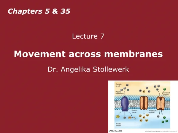 Lecture 7 Movement across membranes Dr. Angelika Stollewerk
