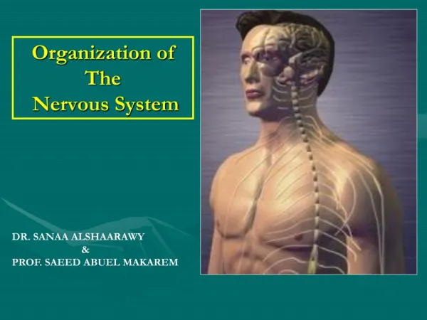Organization of The Nervous System