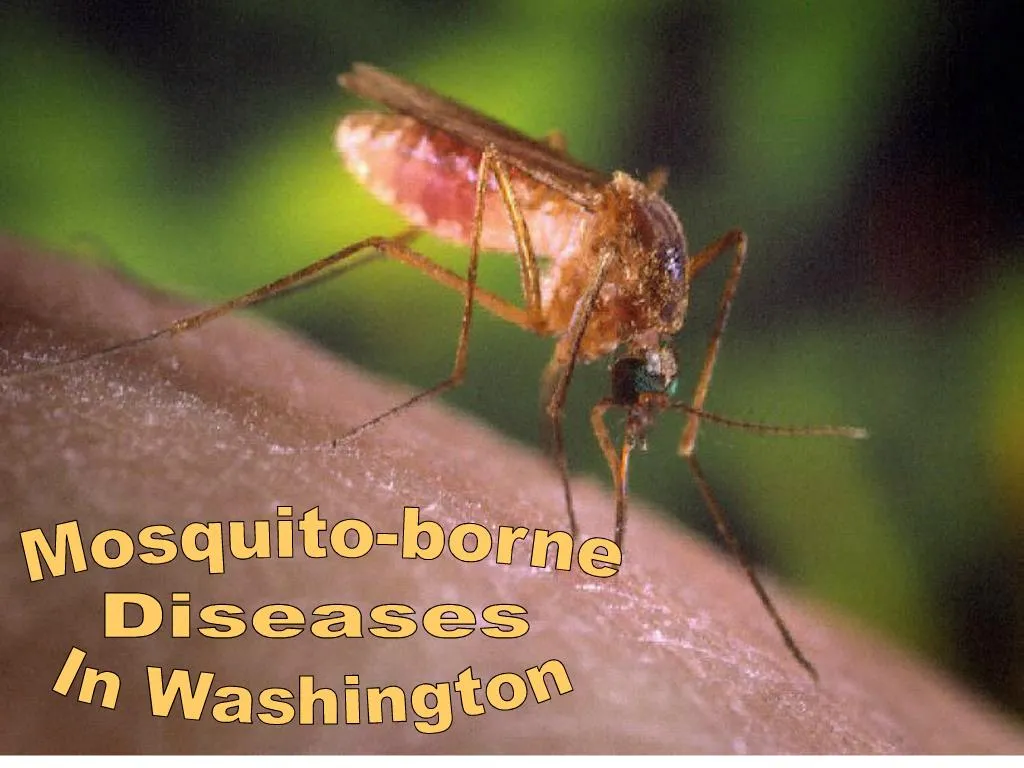 PPT - Mosquito-borne Diseases PowerPoint Presentation, free download -  ID:169017