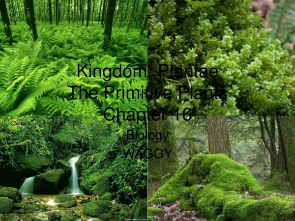 Kingdom: Plantae The Primitive Plants Chapter 16