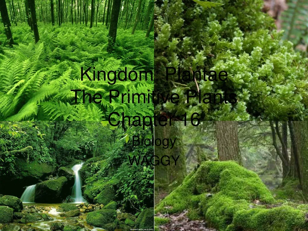 kingdom plantae the primitive plants chapter 16