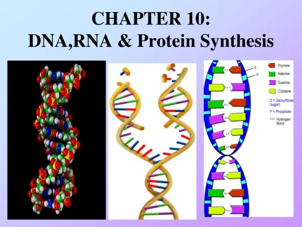 CHAPTER 10: DNA,RNA &amp; Protein Synthesis