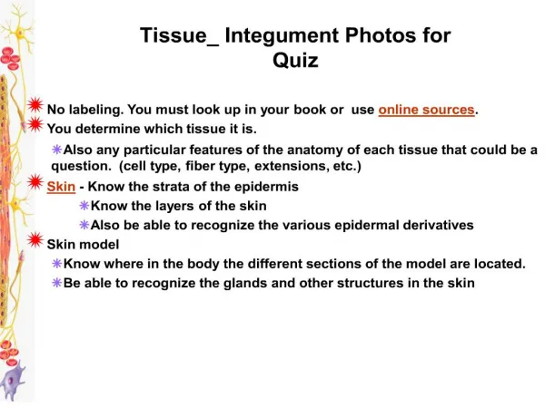 Tissue_ Integument Photos for Quiz