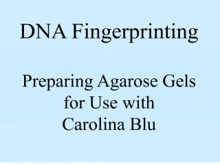 DNA Fingerprinting Preparing Agarose Gels for Use with Carolina Blu - slide 1