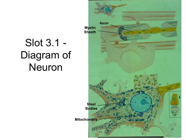 Slot 3.1 - Diagram of Neuron