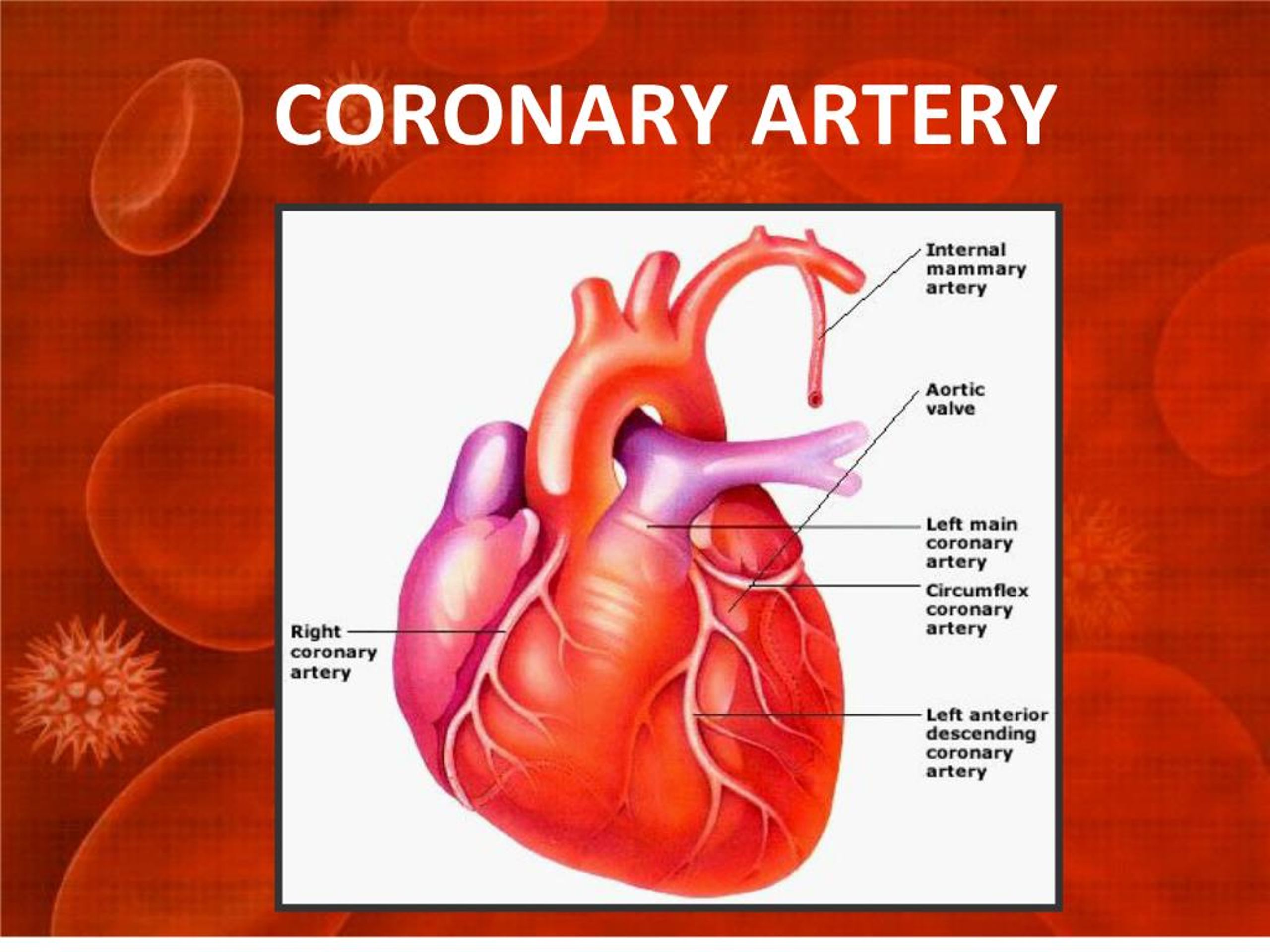 PPT - CORONARY ARTERY PowerPoint Presentation, free download - ID:176259