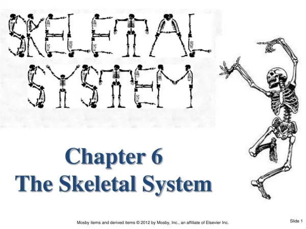 Chapter 6 The Skeletal System