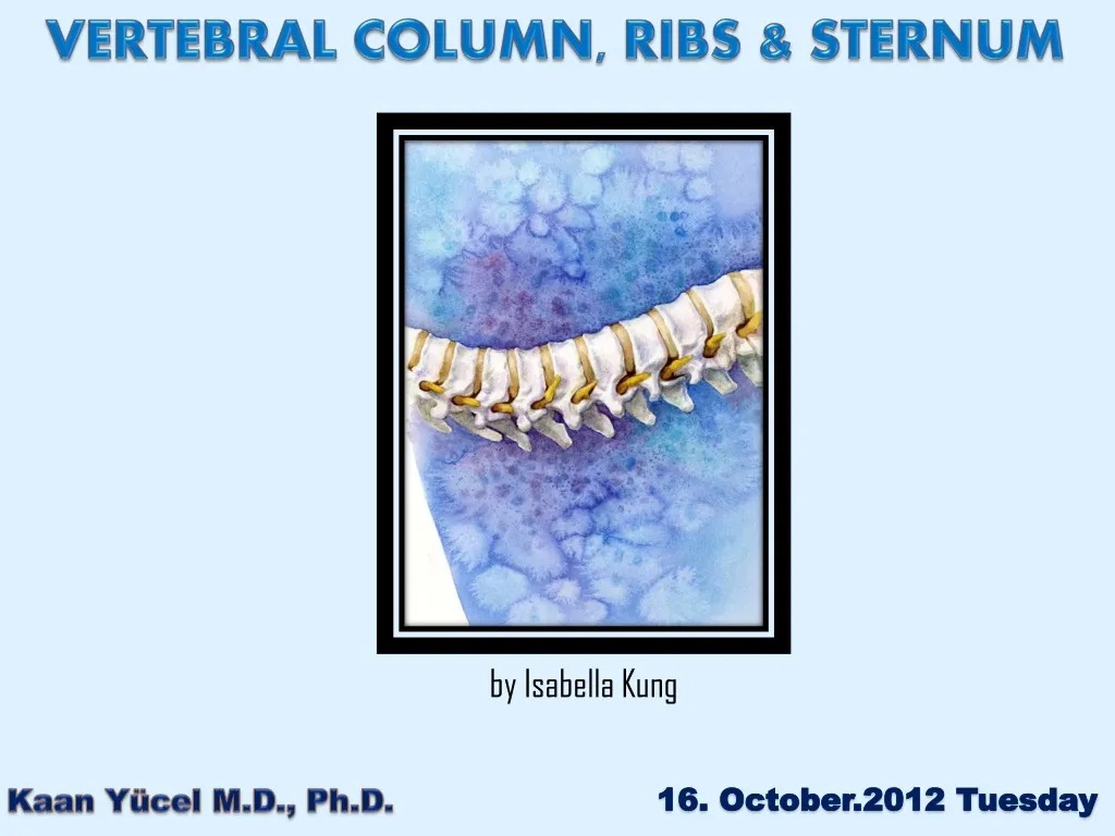 vertebral column ribs sternum