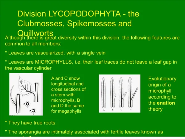 Division LYCOPODOPHYTA - the Clubmosses, Spikemosses and Quillworts