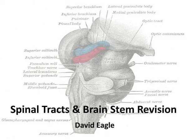 Spinal Tracts Brain Stem Revision
