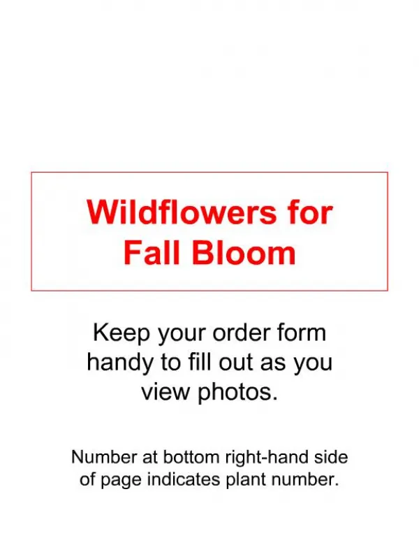 Wildflowers for Fall Bloom