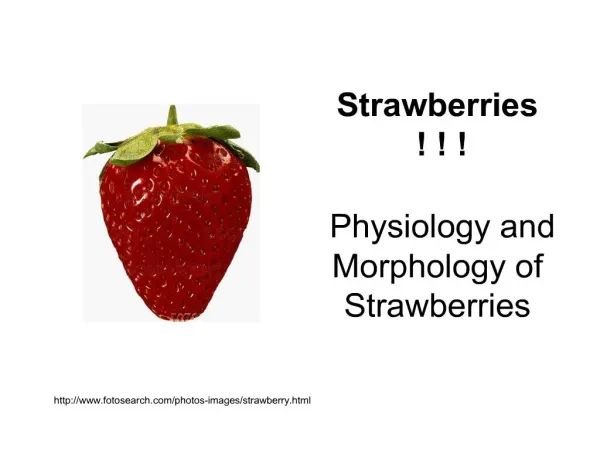 Strawberries Physiology and Morphology of Strawberries