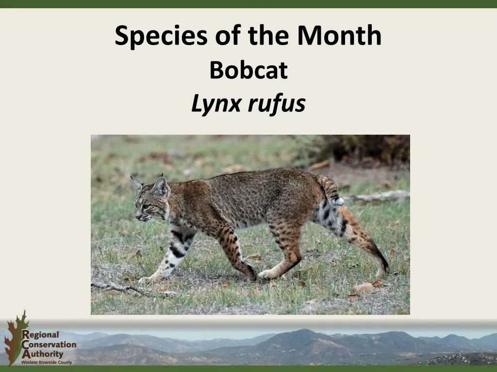 species of the month bobcat lynx rufus