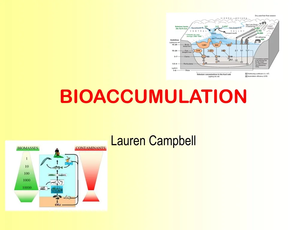 bioaccumulation
