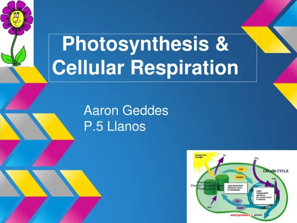 Photosynthesis &amp; Cellular Respiration