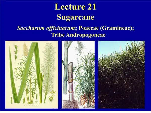 Lecture 21 Sugarcane